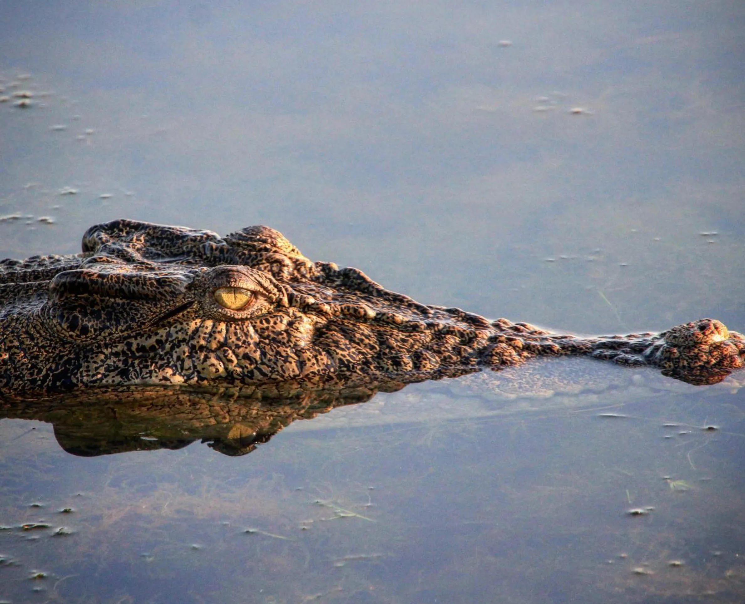 saltwater crocodile
